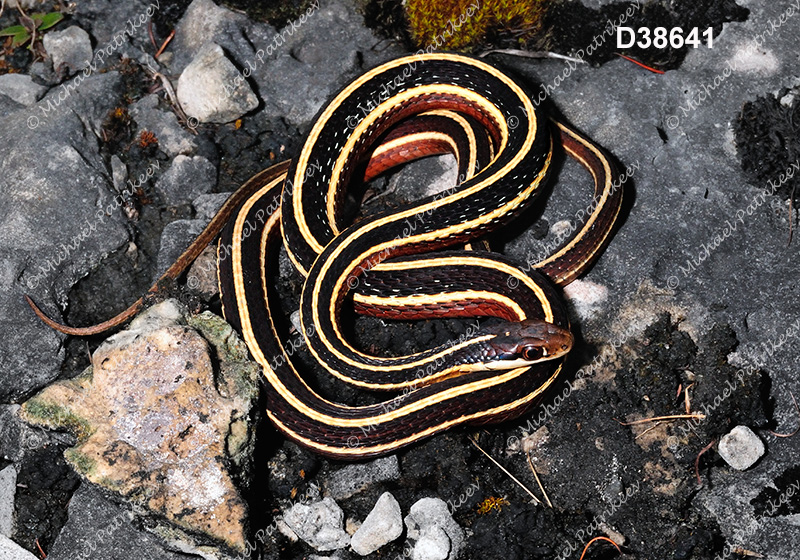 Eastern Ribbon Snake (Thamnophis sauritus)